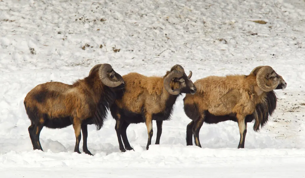 american blackbelly sheep