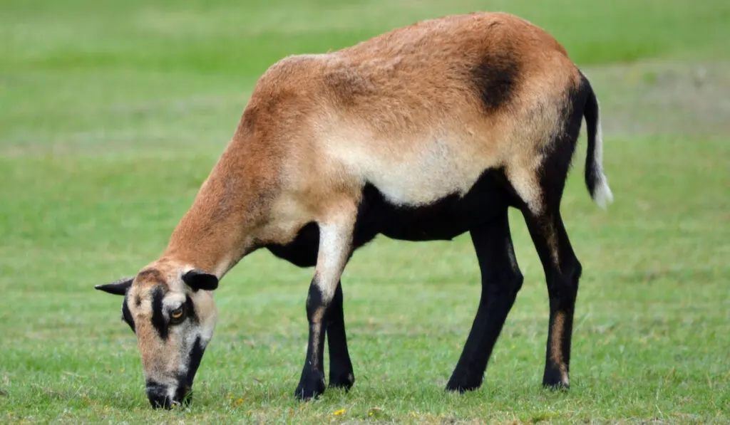 barbados blackbelly sheep