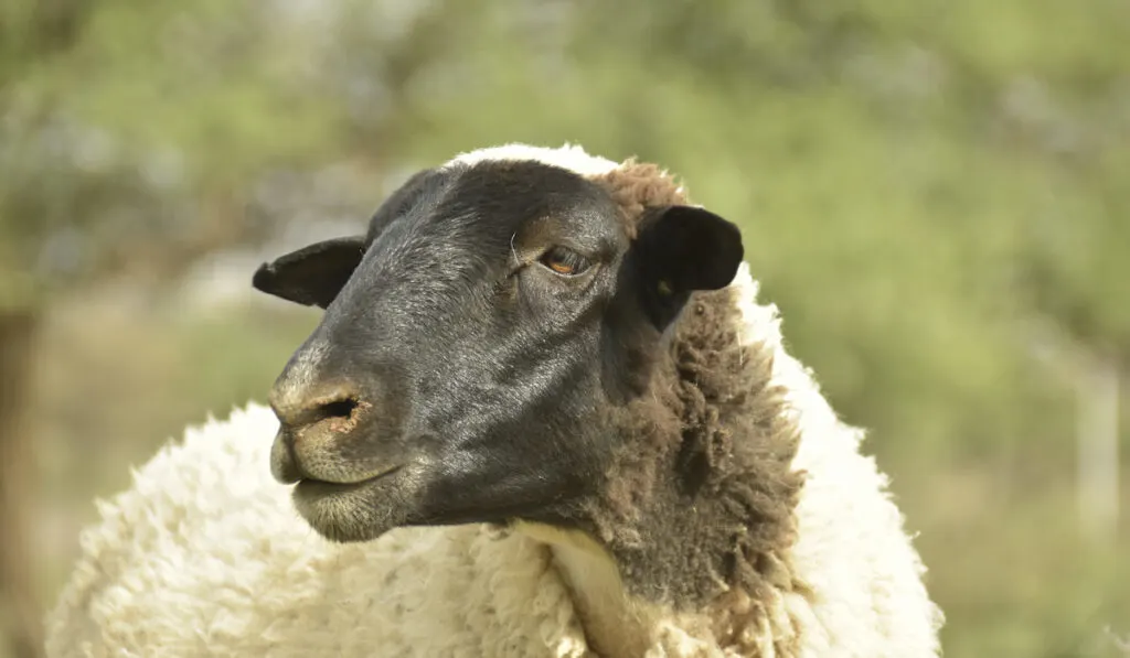 blackhead persian sheep