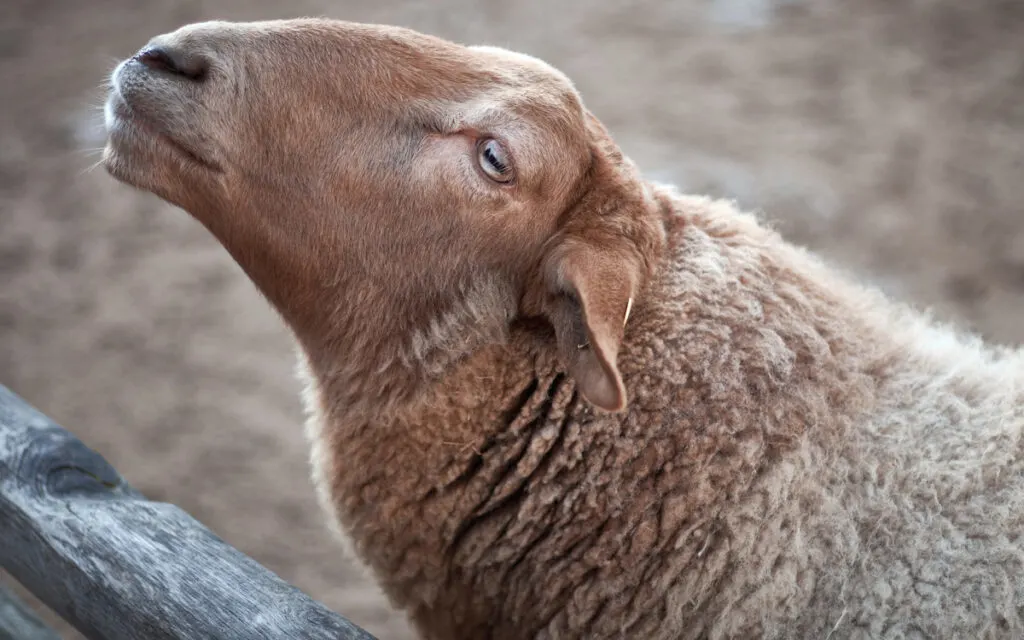 california red sheep