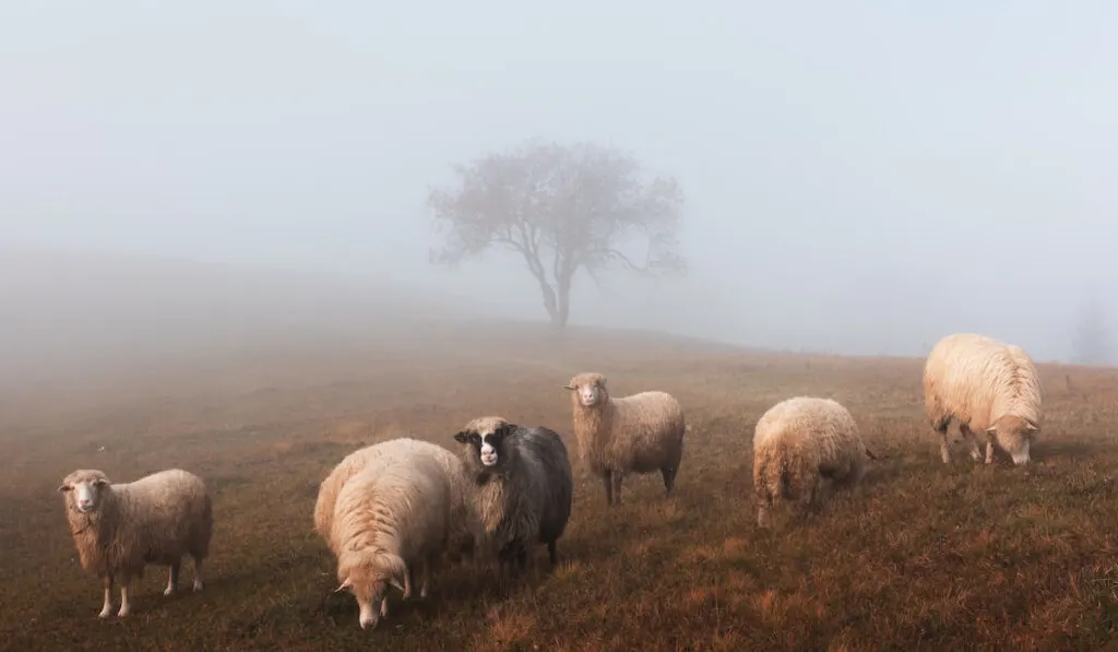 katahdin sheep