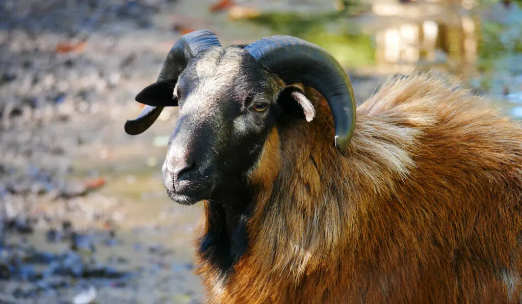 west african dwarf sheep