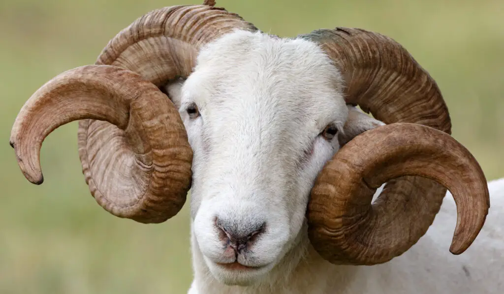 wiltshire horn sheep