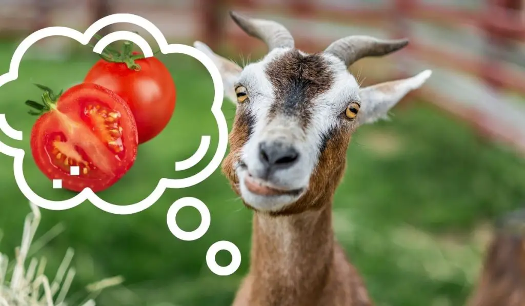 Goat and Tomato