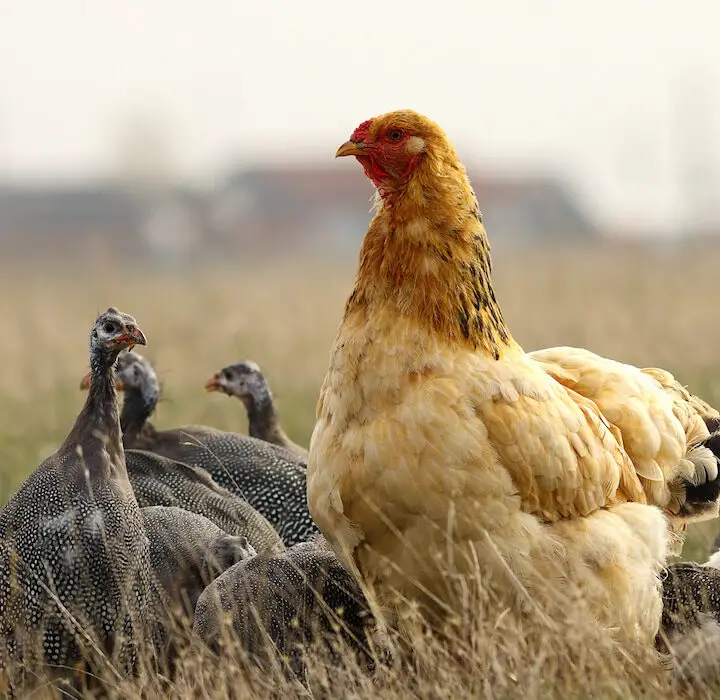 a hen mixed with a group of guinea fowl