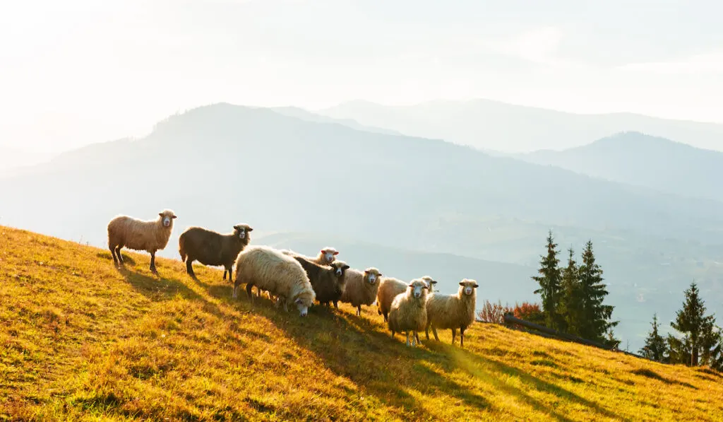 a herd of sheep on the mountain