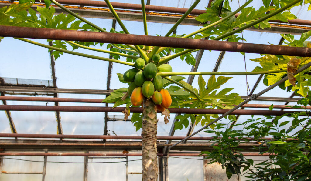 a papaya tree for homesteading