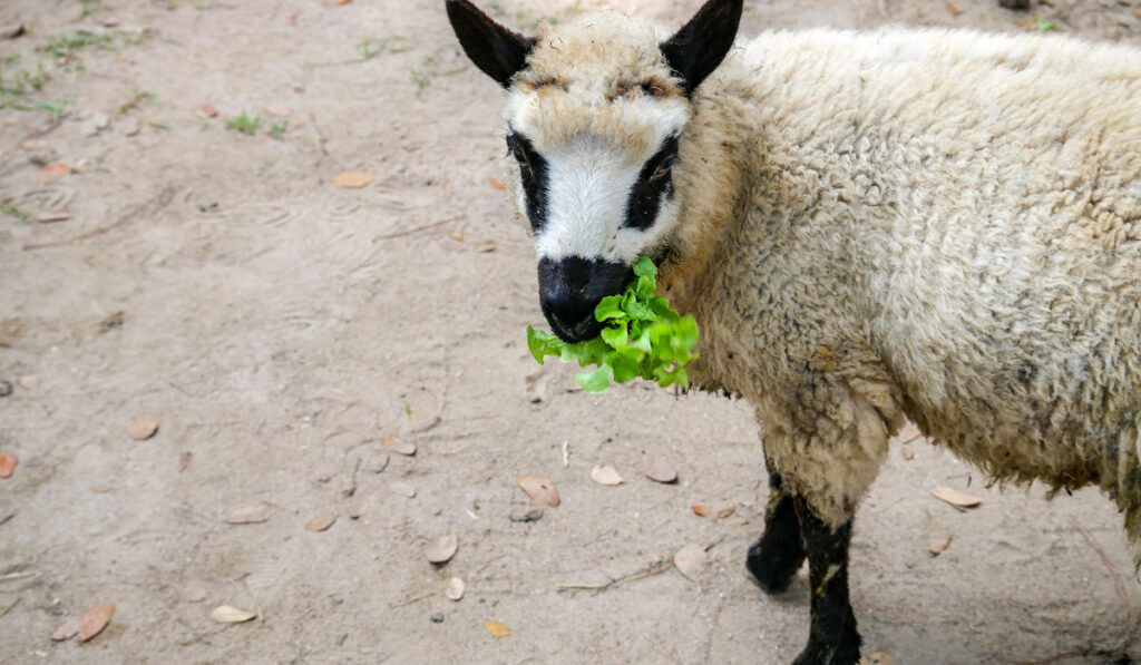 a sheep eating lettuce leaves