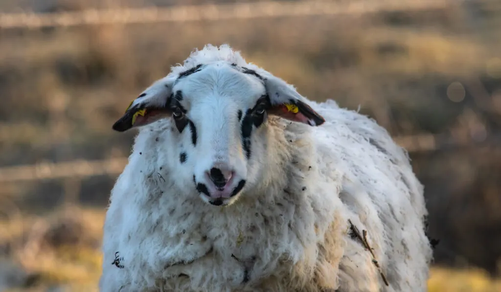 bentheimer landschaf