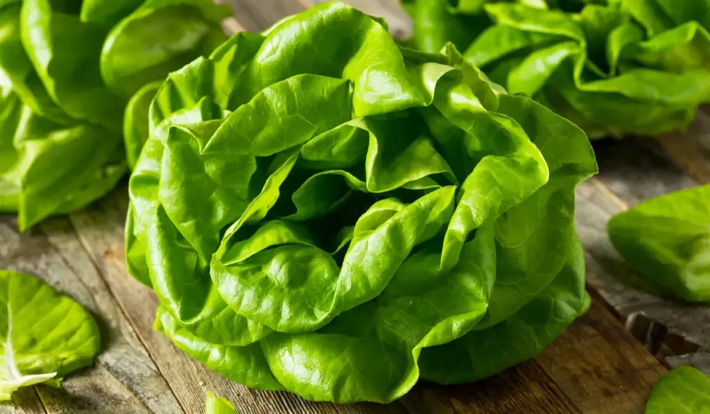 butterhead lettuce