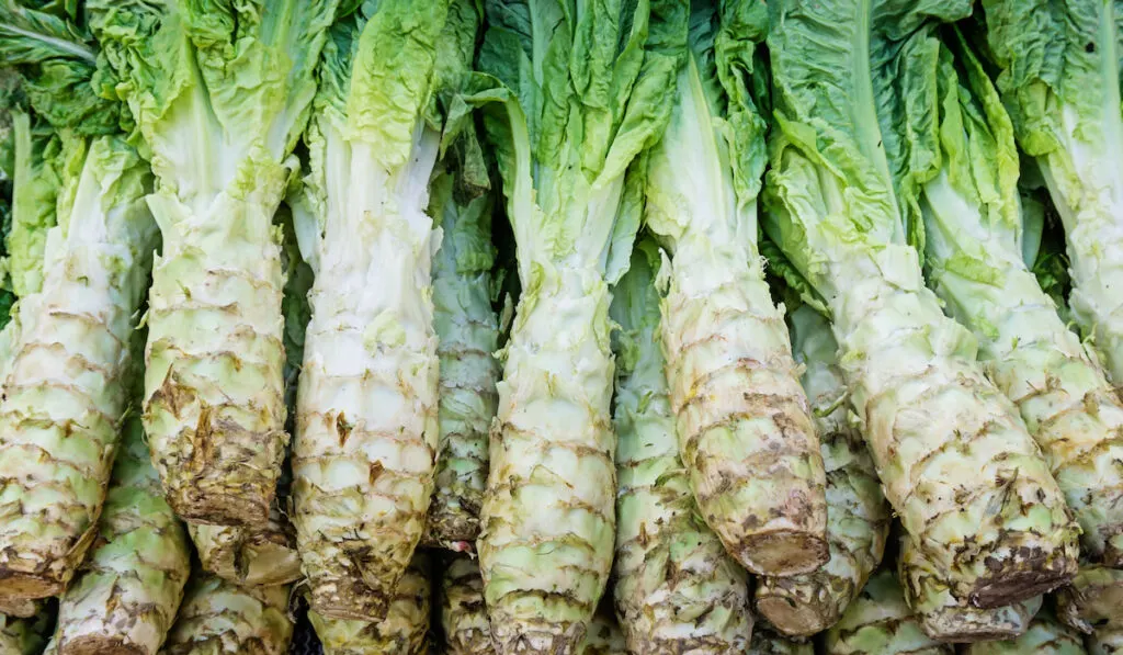 celtuce