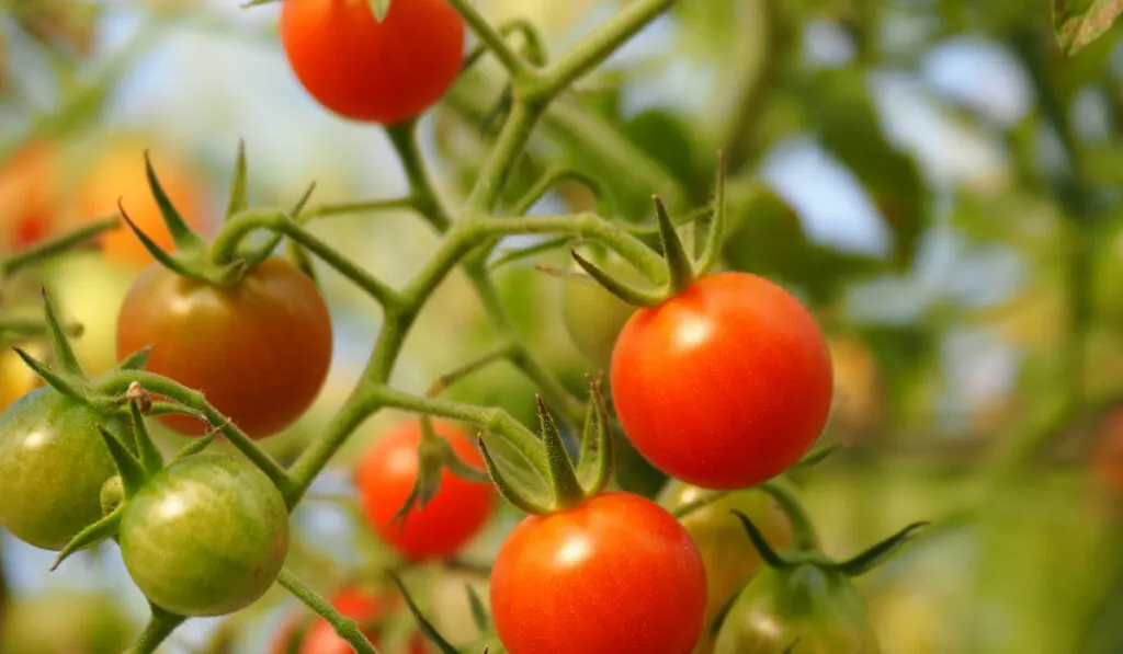 cherry tomatoes