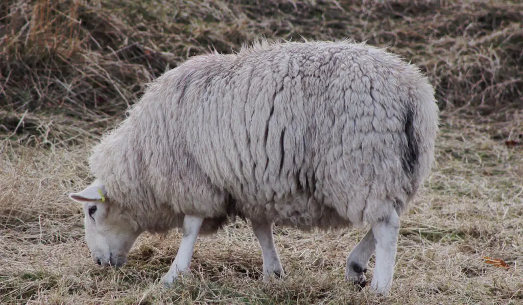cheviot sheep
