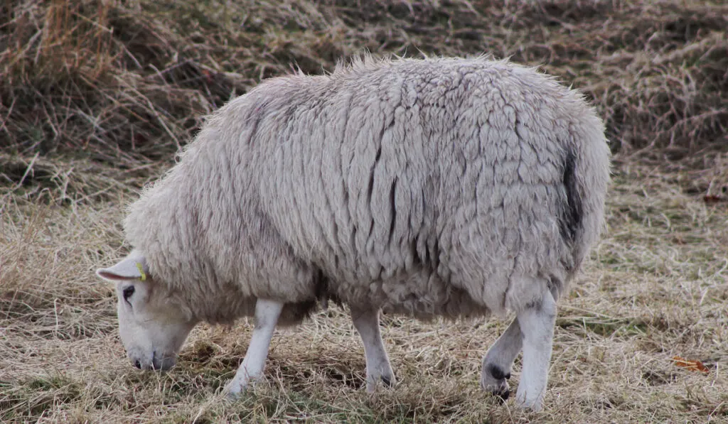 cheviot sheep