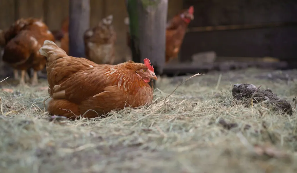 chicken on bedding