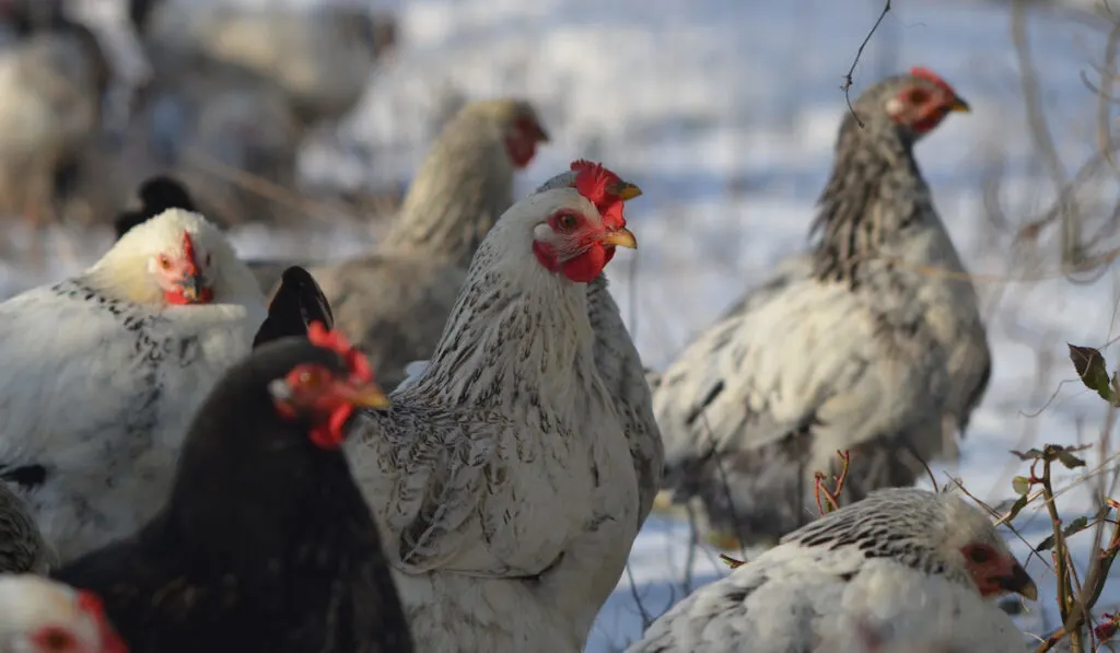 chicken on snow