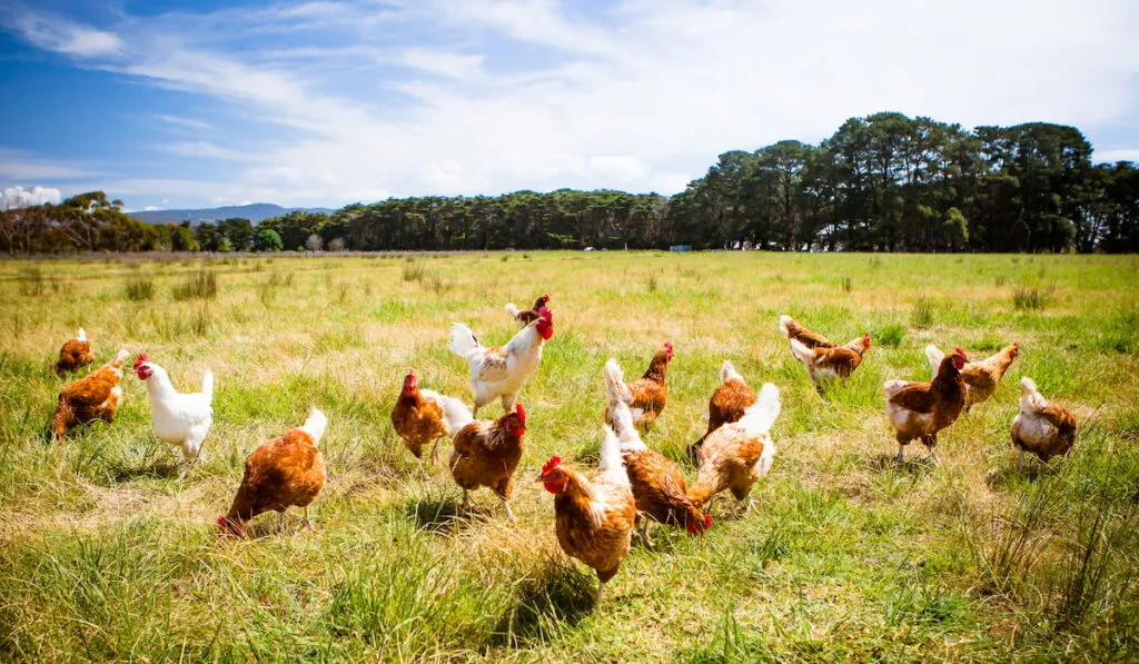 chickens on field