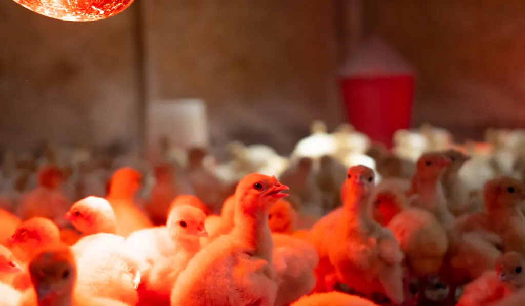 chicks getting warm by a heat lamp