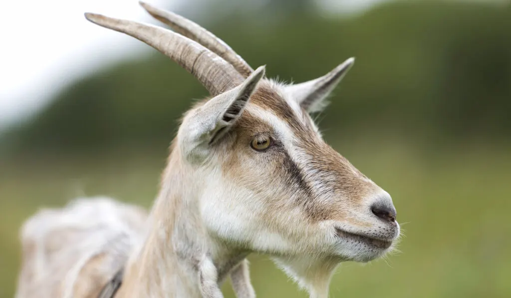 closeup of a goat