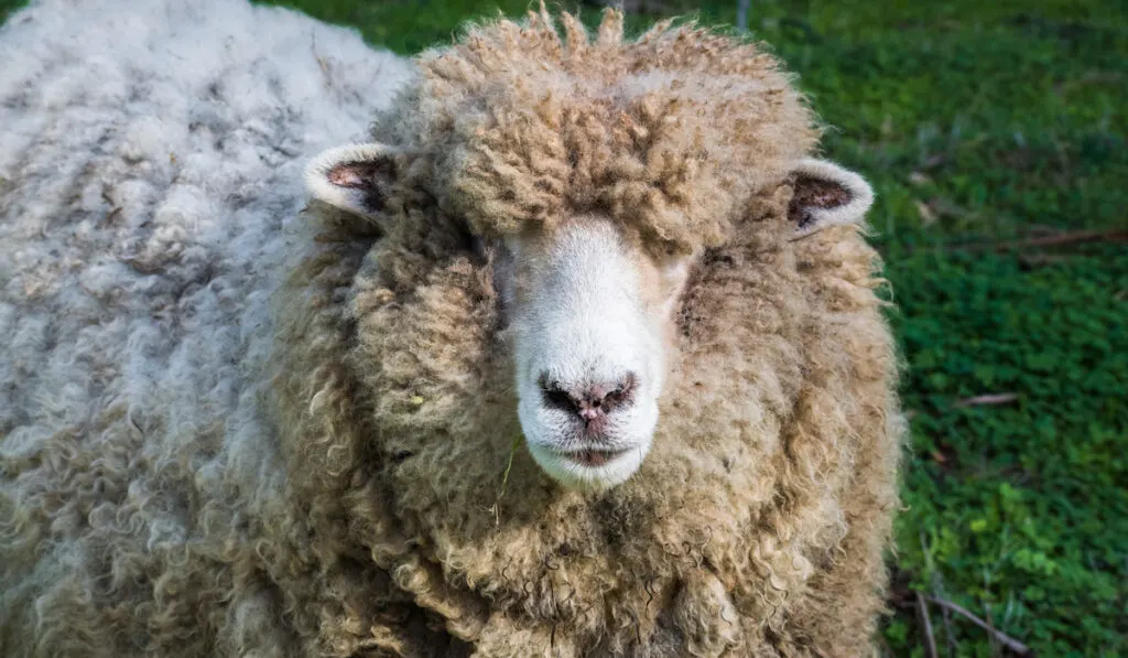 costwold sheep