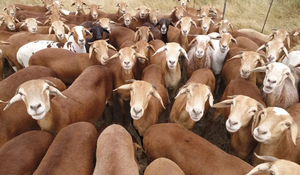 damara sheep