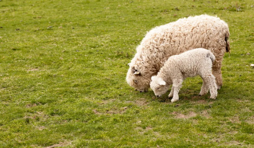 devon longwooled sheep