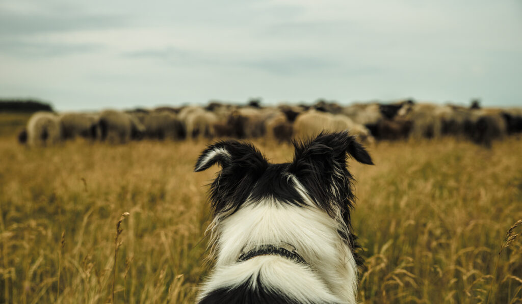 dog guarding flock of sheep