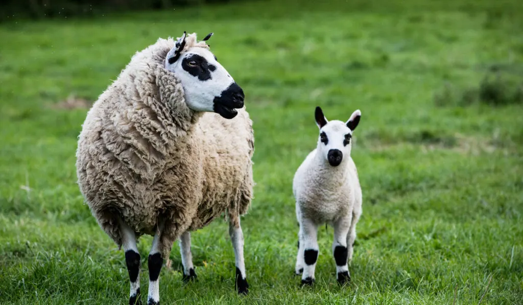 dorper sheep