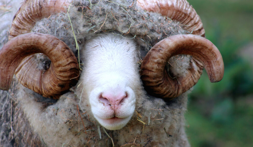 dorset horn sheep