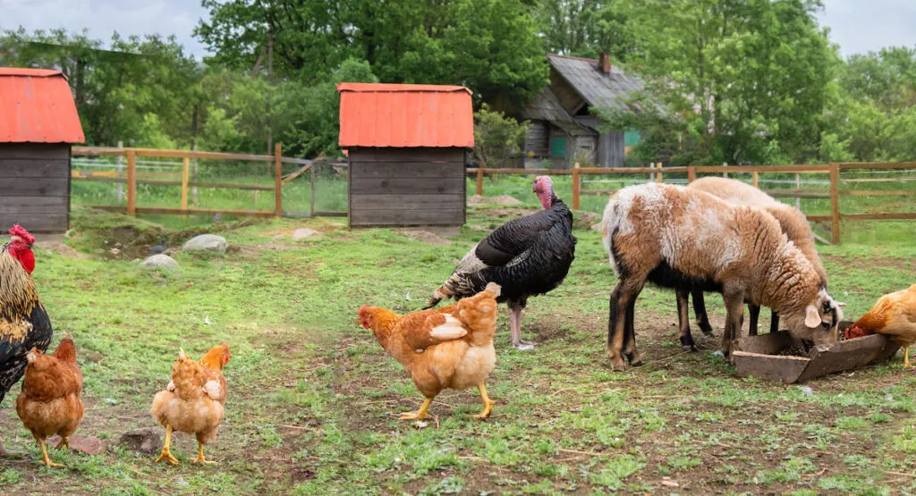 farm animals
