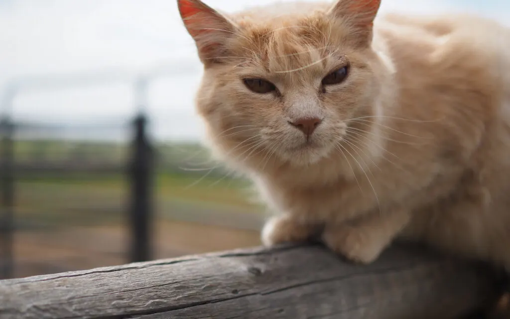 farm cat