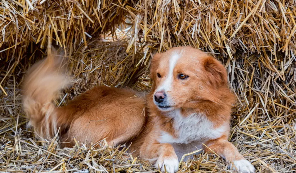 farm dog