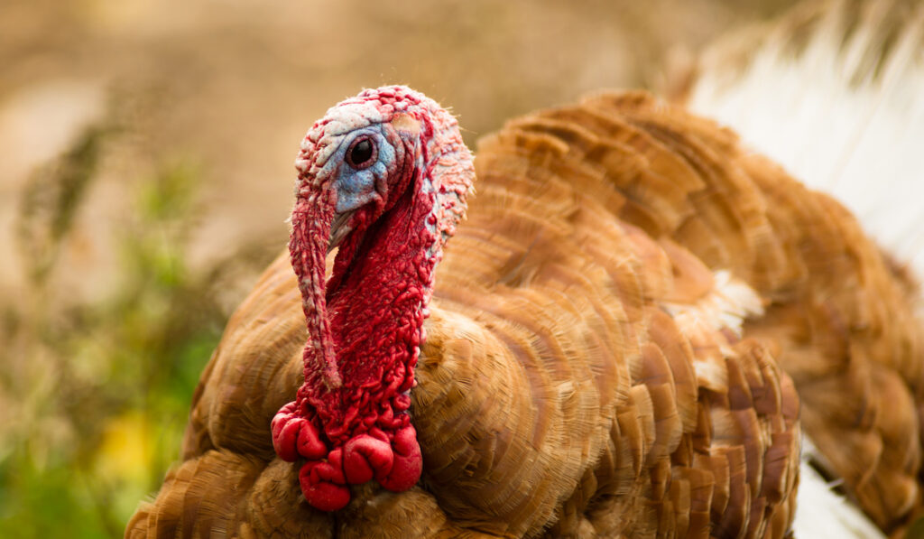farm turkey