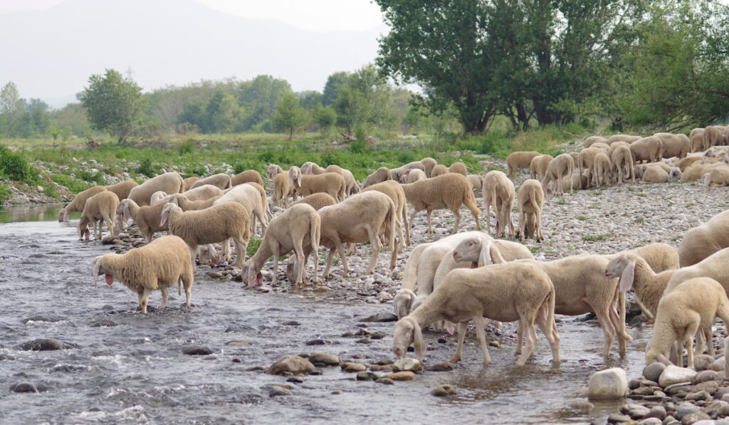 flock of sheep near the river