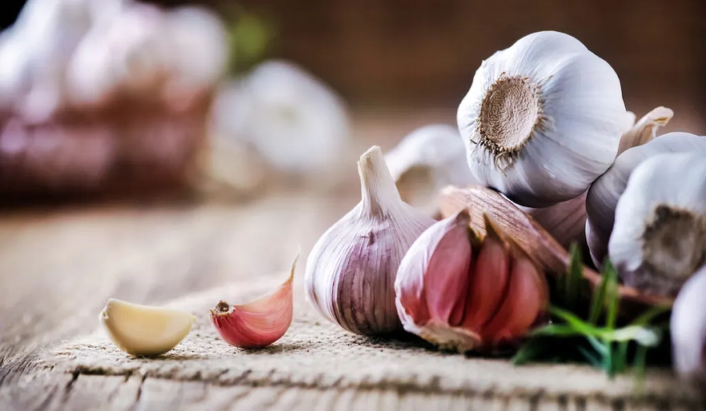 cloves of garlic for homesteading