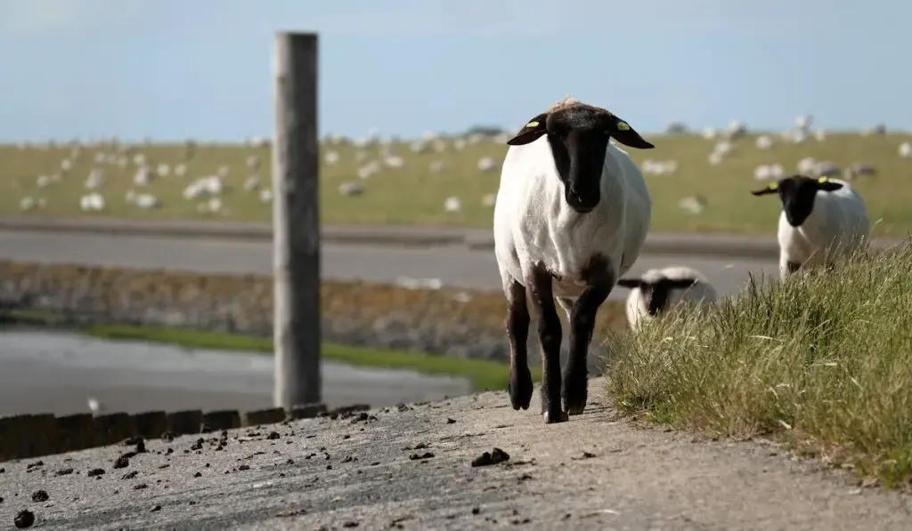 german blackhead mutton sheep