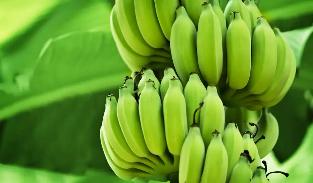 green banana for homesteading