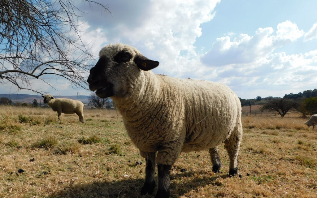 hampshire sheep