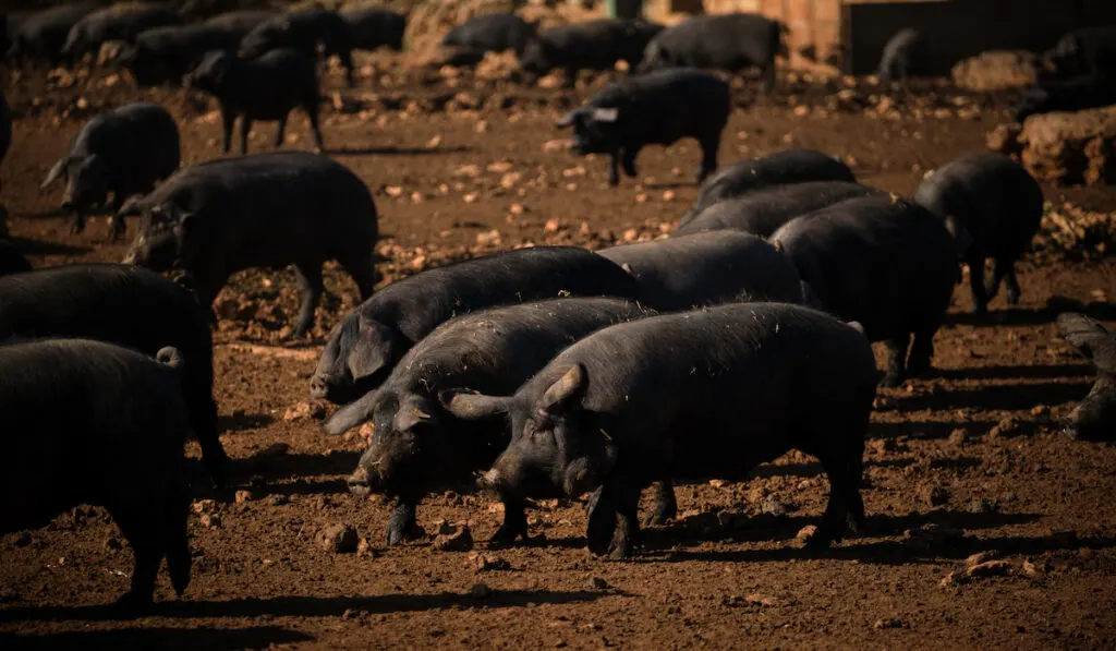 herd of black iberian pigs