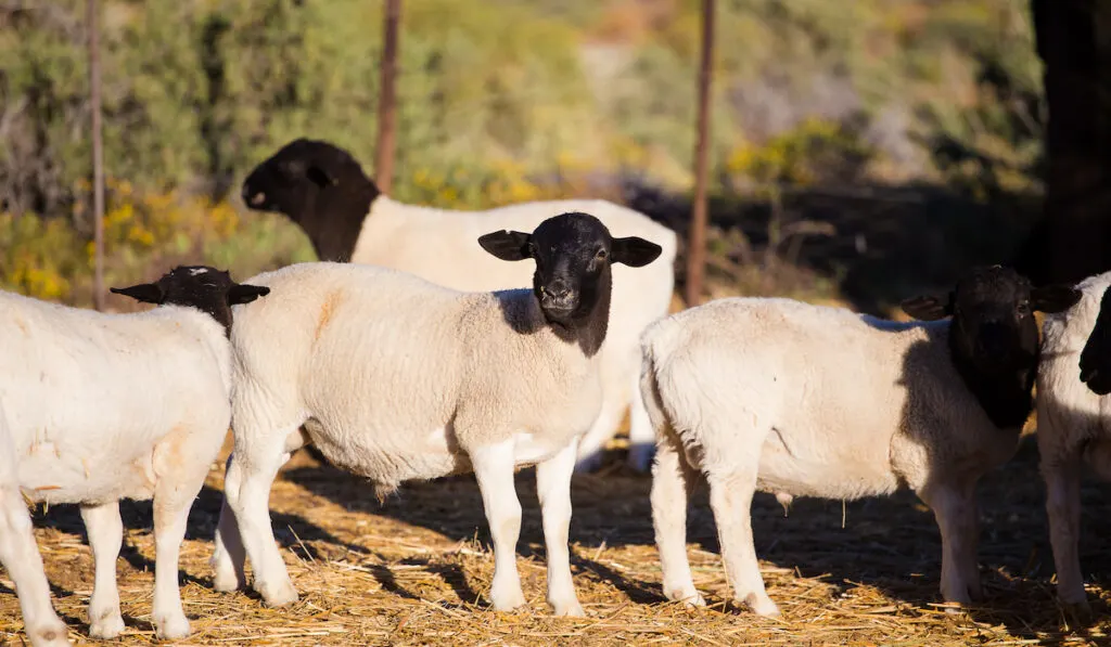 kerry hill sheep