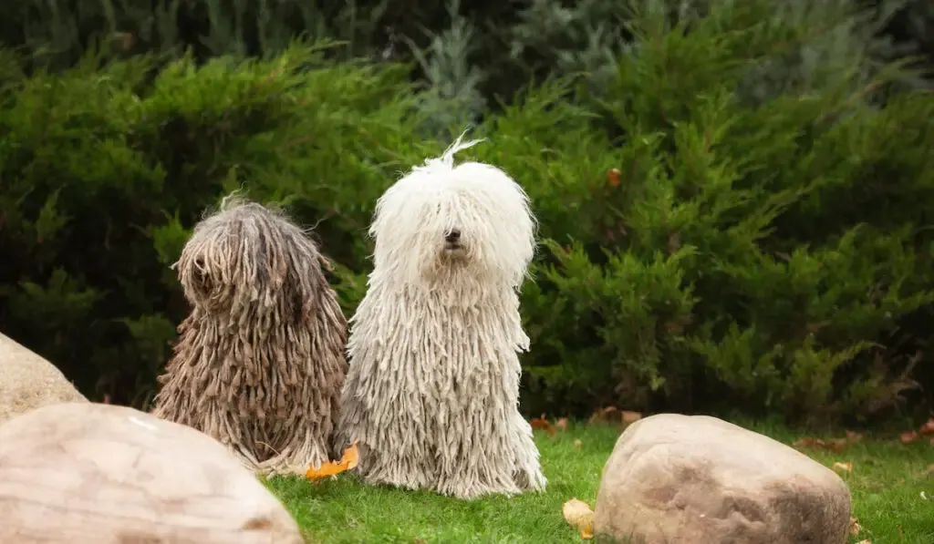 komondor