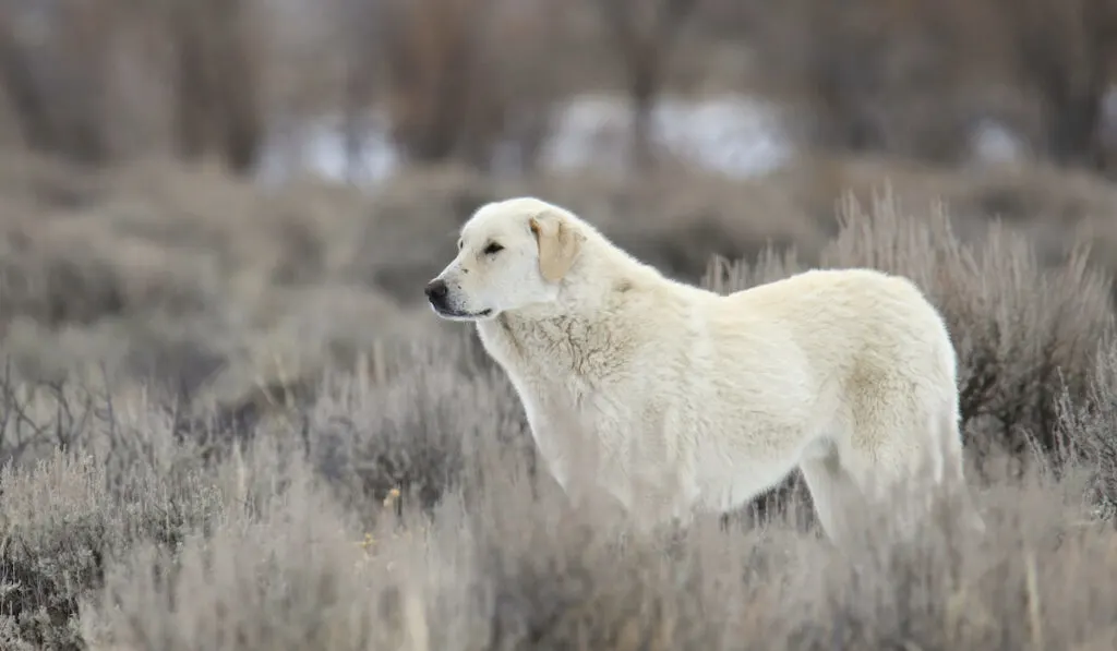 kuvasz