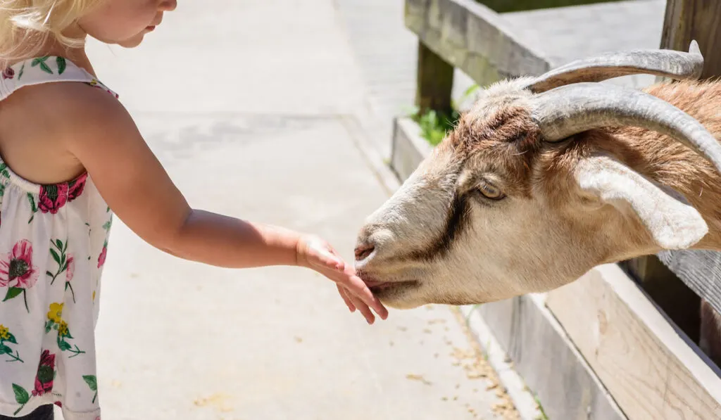 little girl feeding a goat by hand