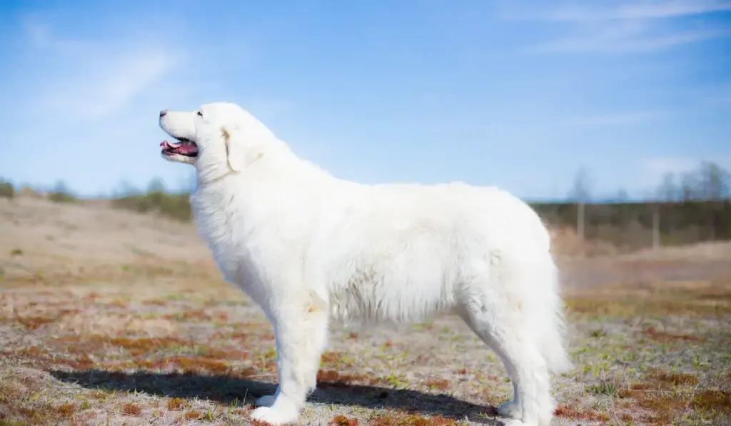 mareema sheepdog