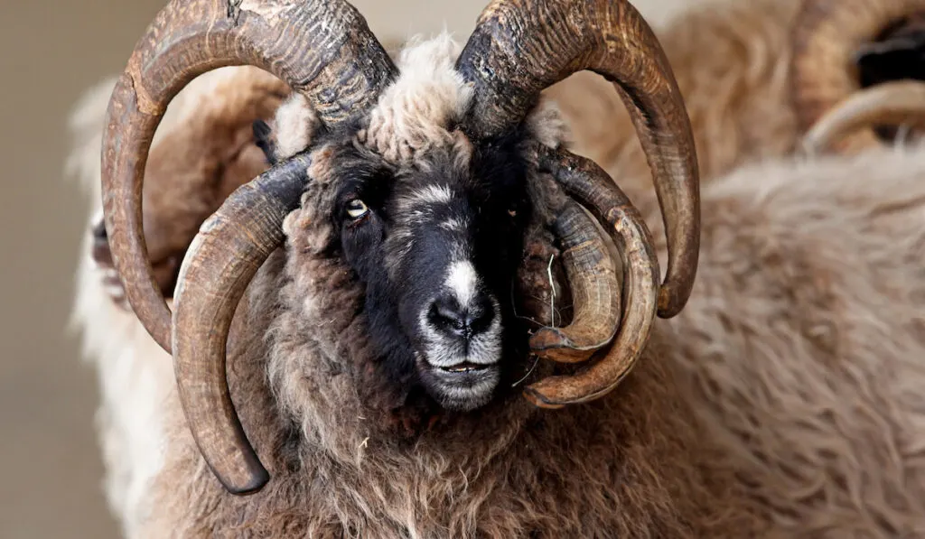 navajo churro sheep