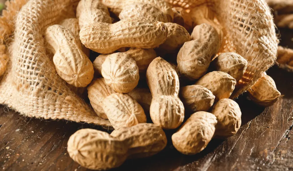 peanuts on a sack for homesteading