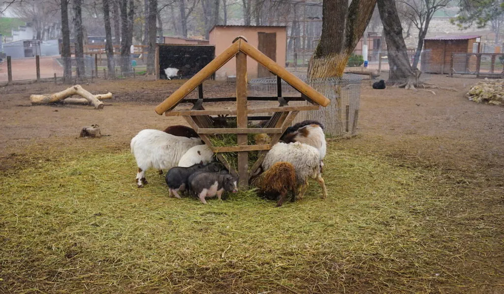 pig and sheep feeding