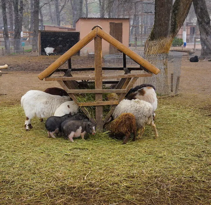 pig and sheep feeding