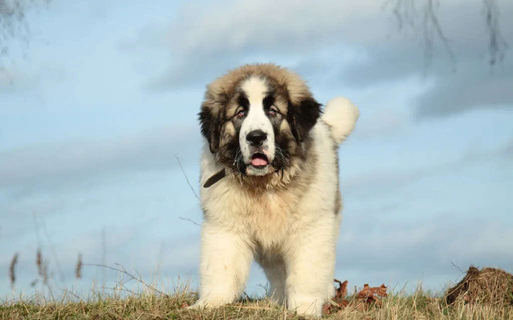 pyrenean mastiff