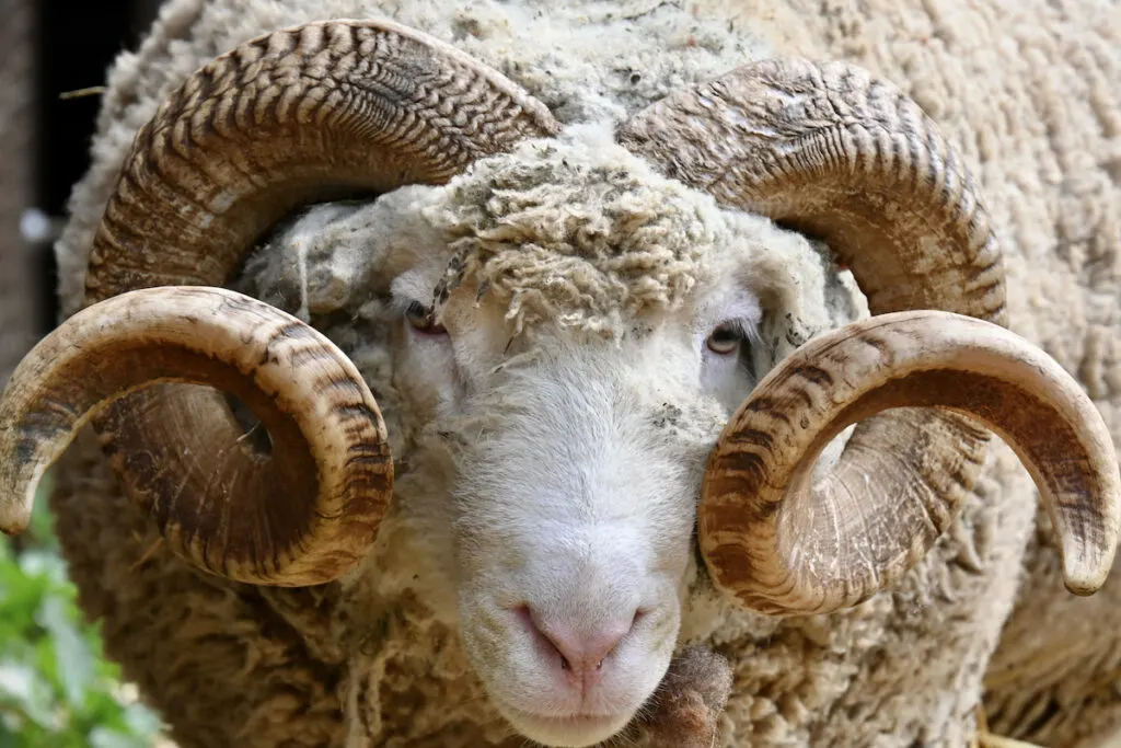 rambouillet sheep